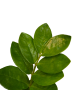 Zamia (ZZ Bitkisi)